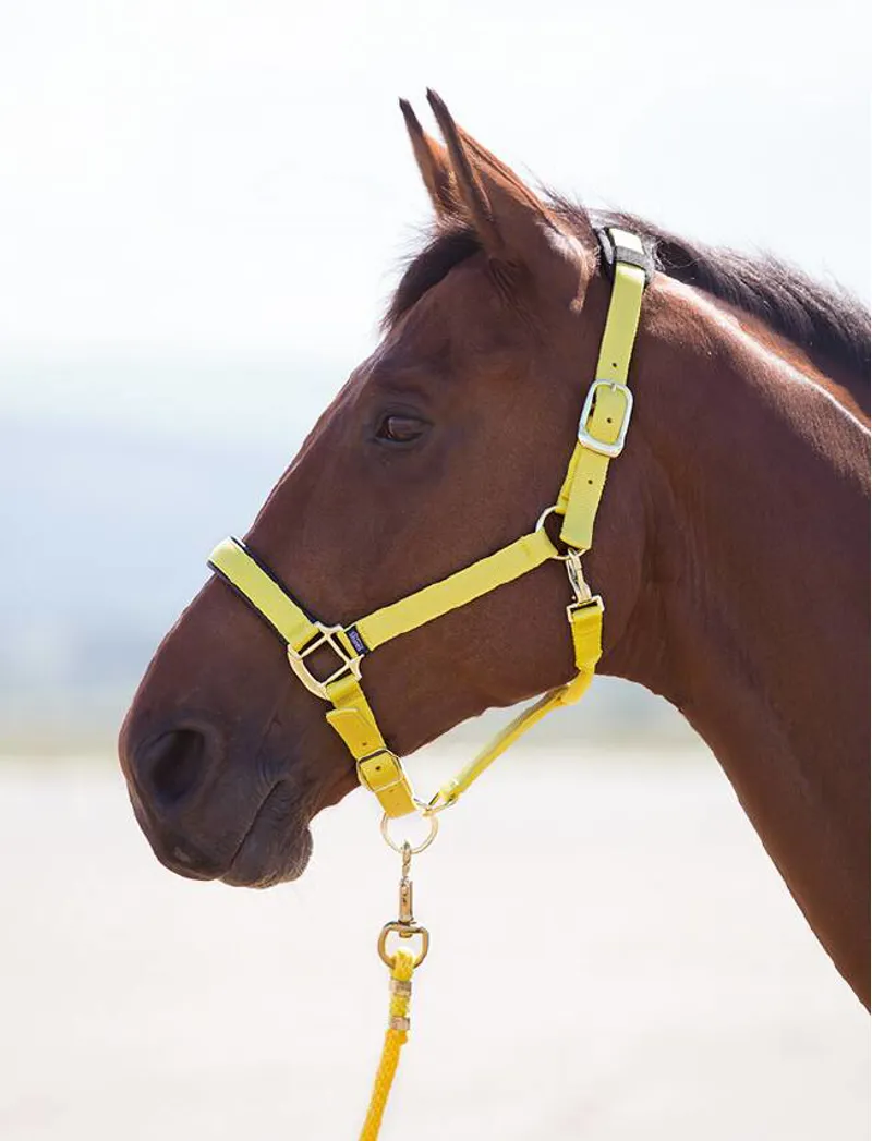 Shires Topaz Pony Nylon Headcollar In Yellow