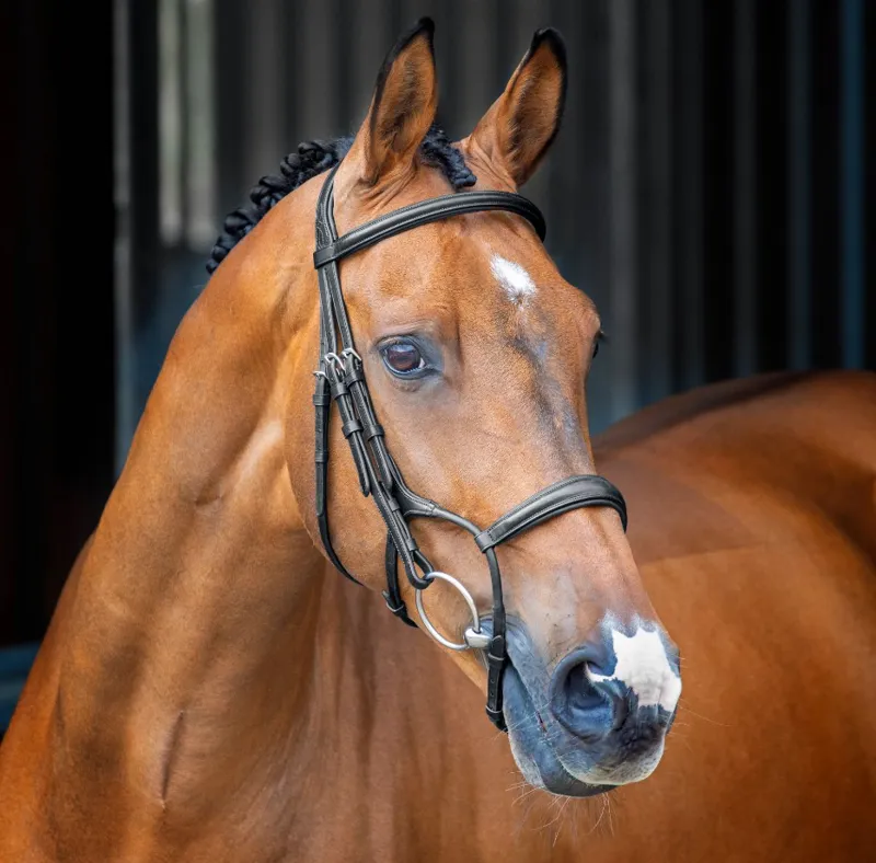 Lusso Rolled Padded Cavesson Bridle BLACK