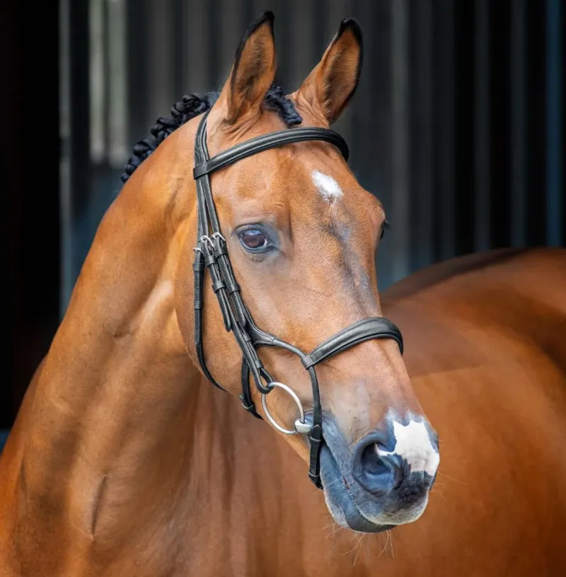 Lusso Rolled Padded Cavesson Bridle HAVANA