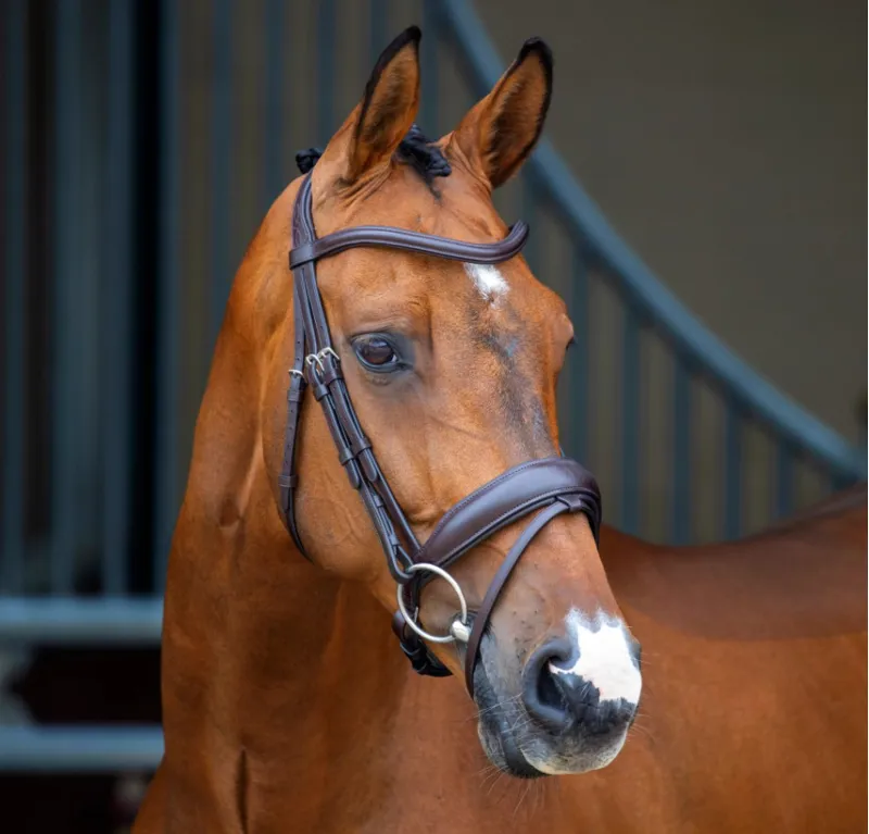 Lusso Dressage Flash Bridle HAVANA