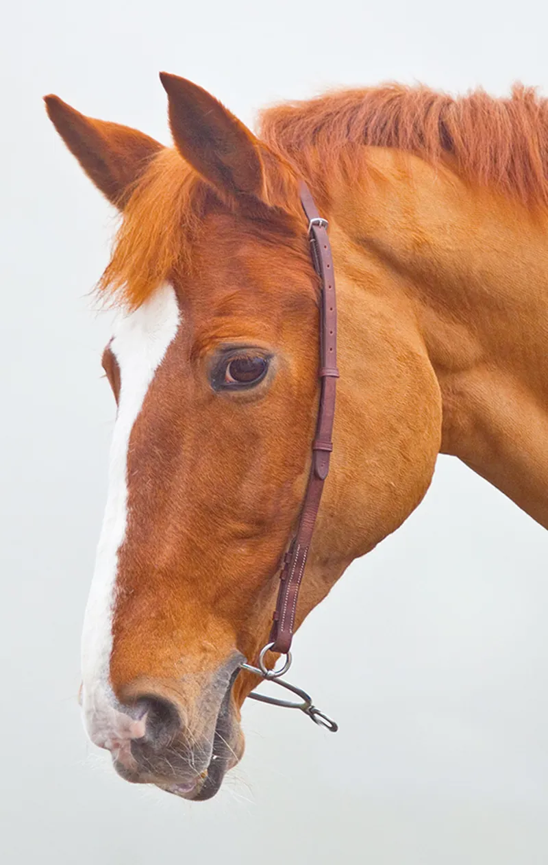 Shires Velociti GARA Chifney Bit Strap BLACK