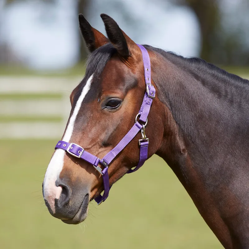 Bitz Everyday Adjustable Headcollar in Purple