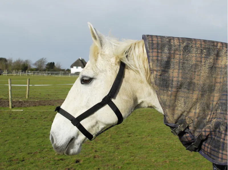 Rhinegold Field Safe Headcollar Black