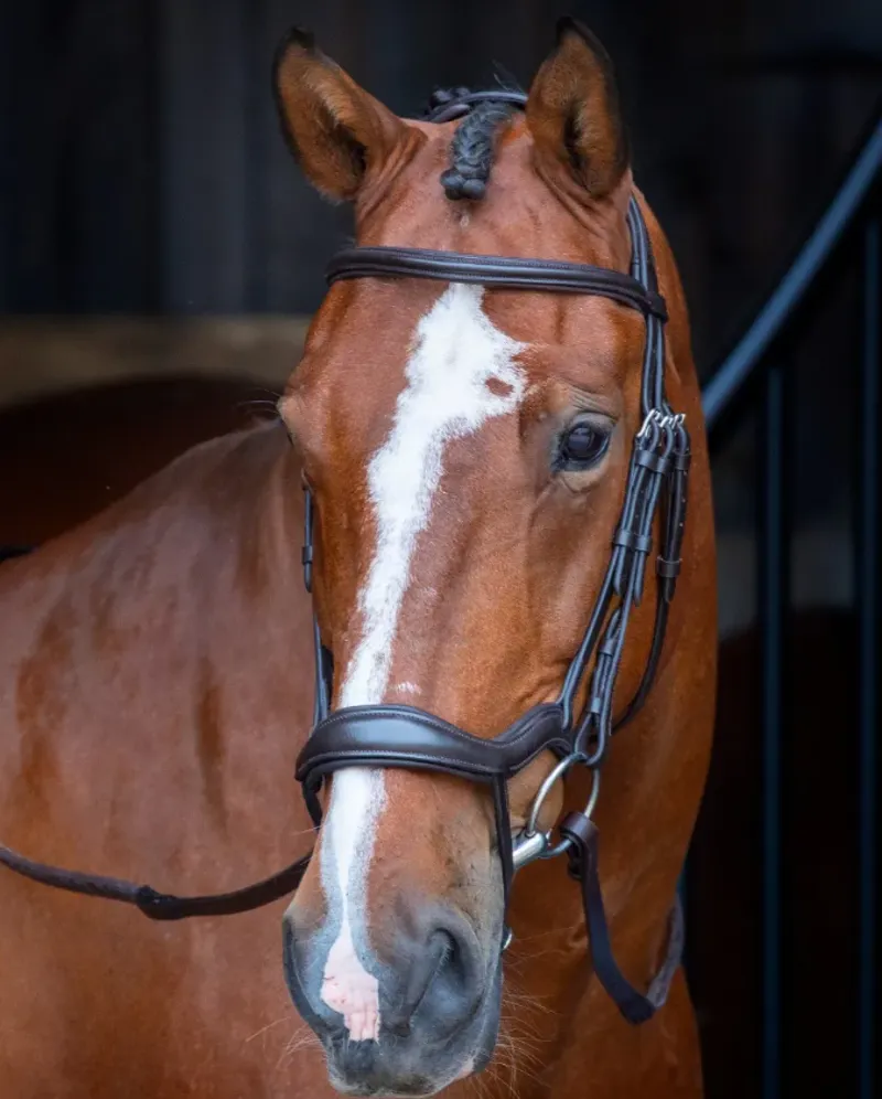Shires Rapida Ergonomic Flash Bridle Havana