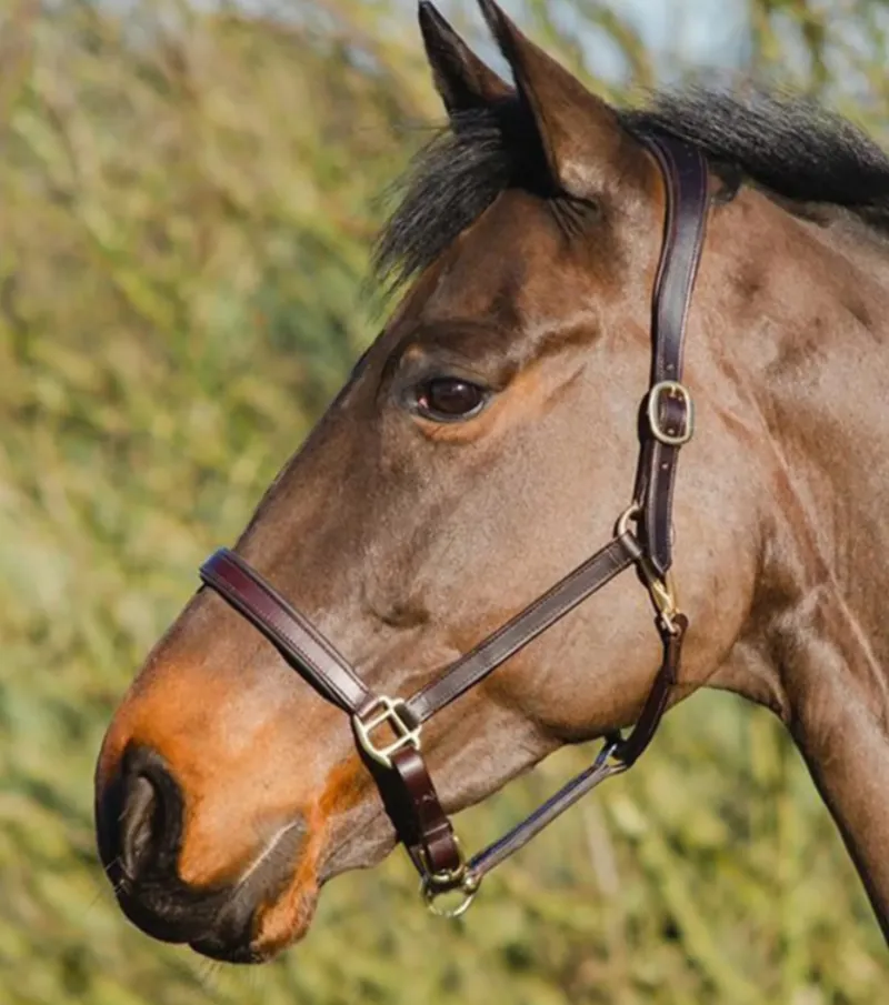 Mackey Legend Helios Leather Headcollar Brown