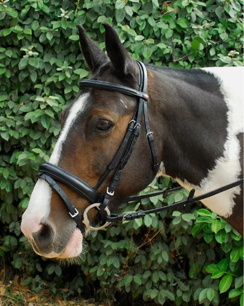 STS Windsor Comfort Bridle Black