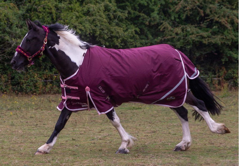 Gallop Trojan Xtra Duraproof 200g Standard Neck Turnout-3