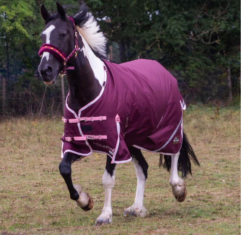 Gallop Trojan Xtra Duraproof 200g Standard Neck Turnout-4