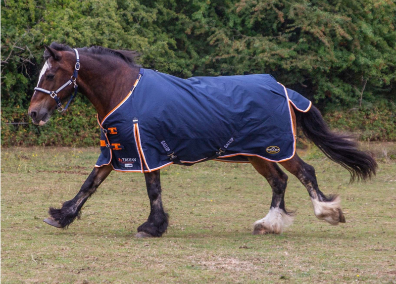 Gallop Trojan 100g Duraproof Standard Neck Turnout-3