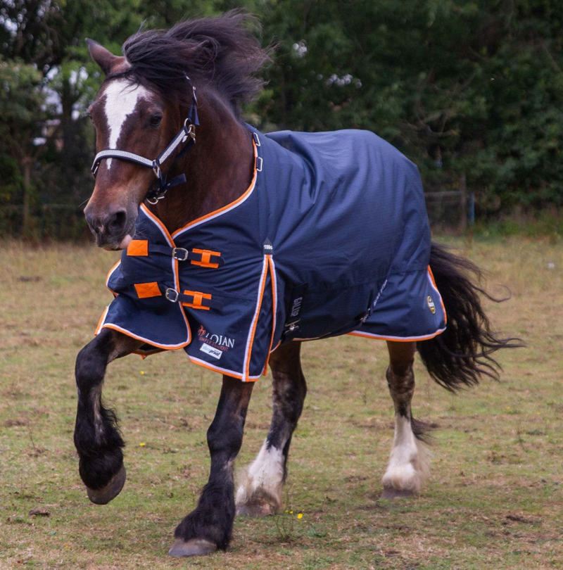 Gallop Trojan 100g Duraproof Standard Neck Turnout-4