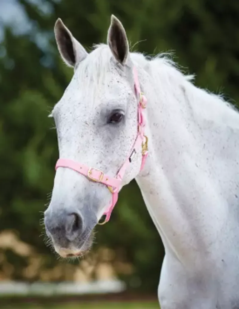 Roma Adjustable Headcollar Pink